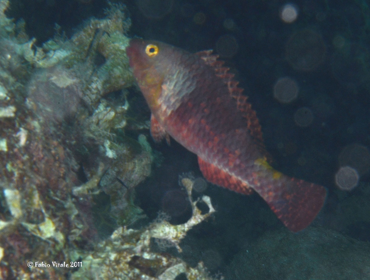 Sparisoma cretense